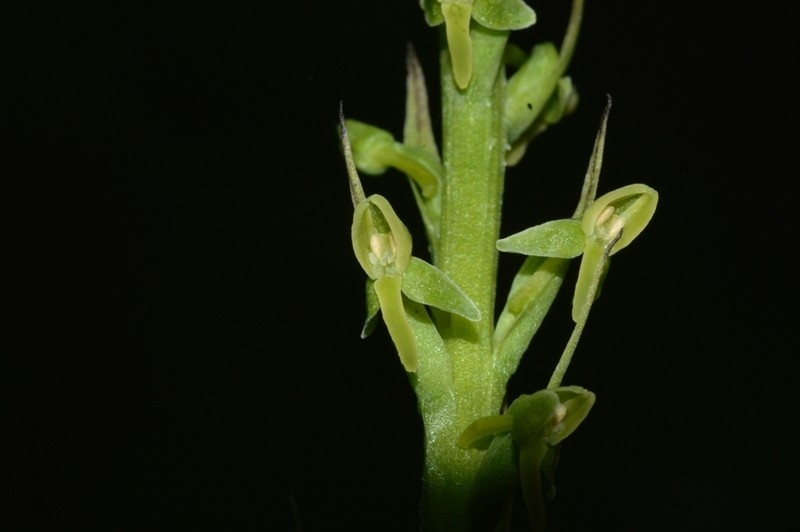 Herminium latilabre photo 2