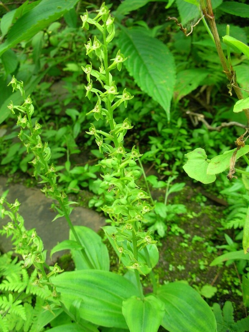 Herminium latilabre photo 4