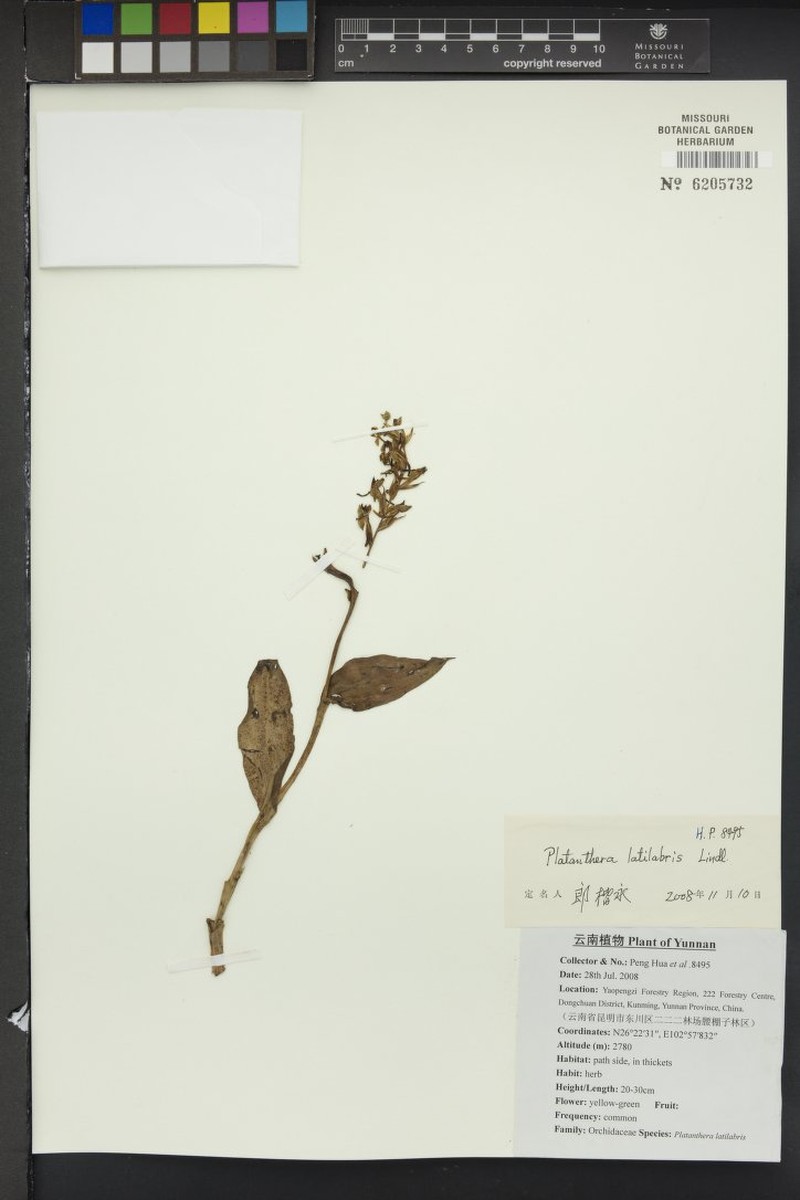 Herminium latilabre photo 5