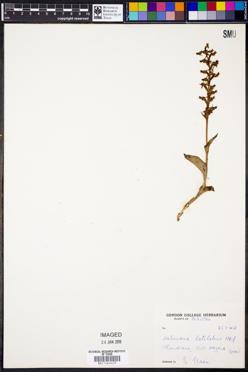 Herminium latilabre photo 6