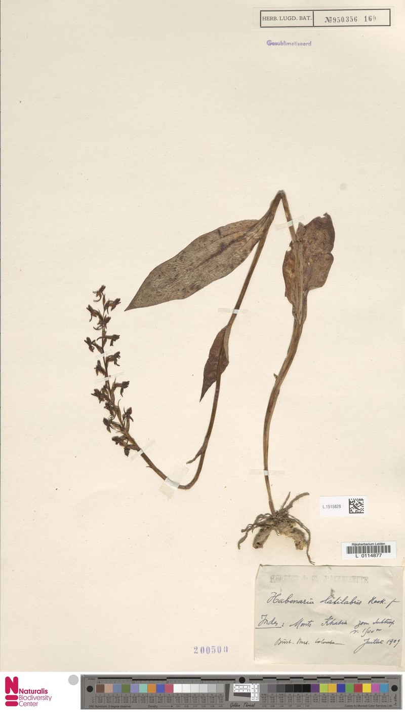 Herminium latilabre photo 7