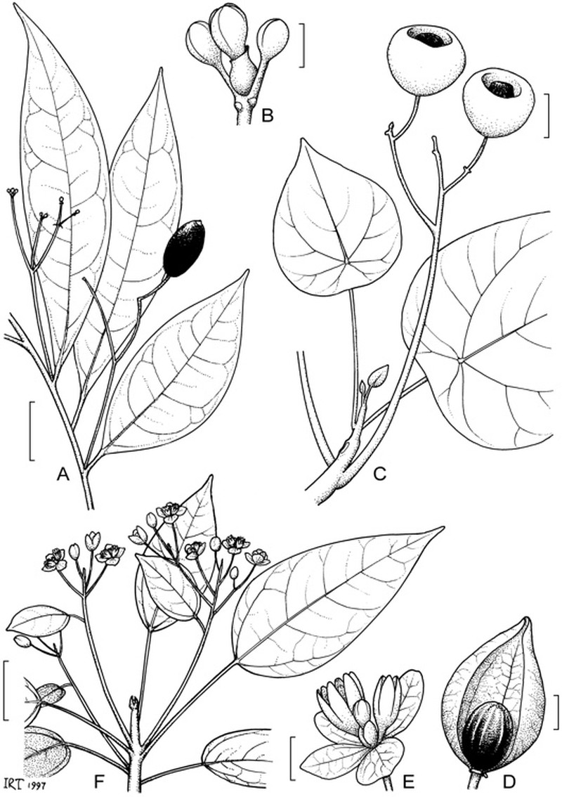 Hernandia albiflora