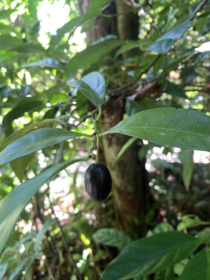 Hernandia albiflora photo 2
