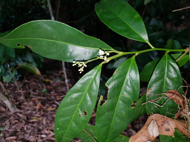 Hernandia albiflora photo 3