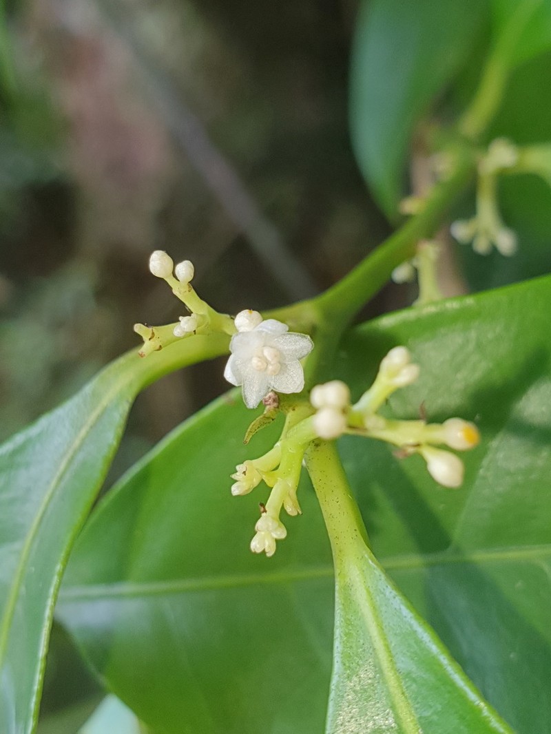 Hernandia albiflora photo 4
