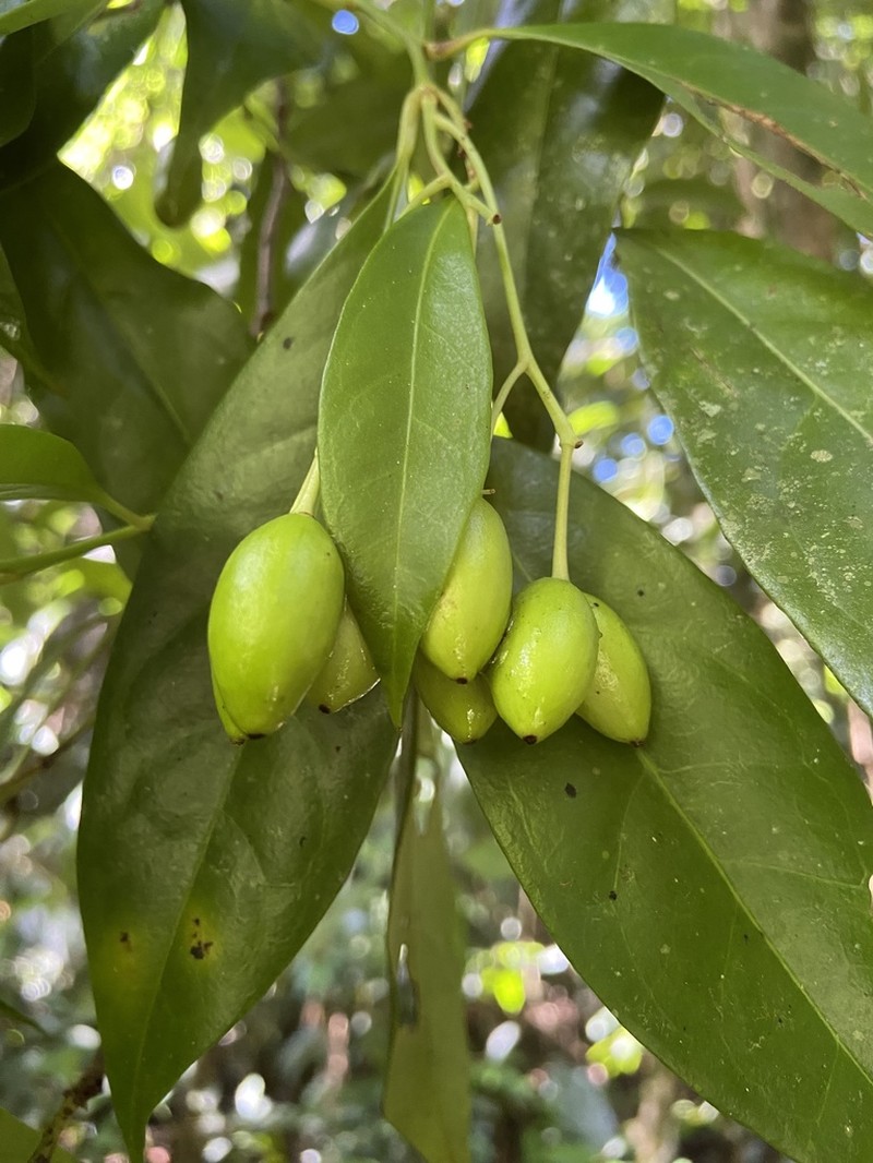 Hernandia albiflora photo 5