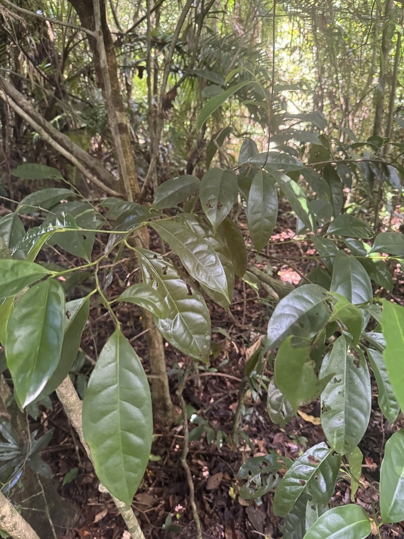 Hernandia albiflora photo 6