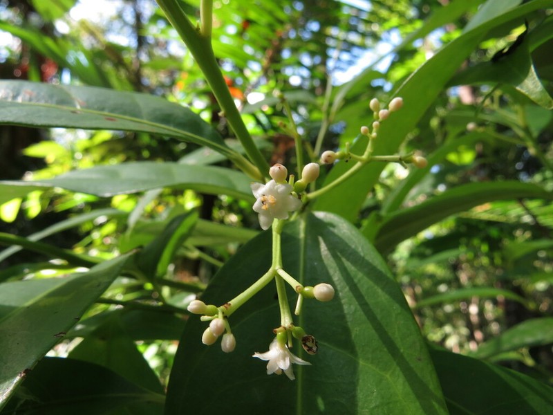 Hernandia albiflora photo 7