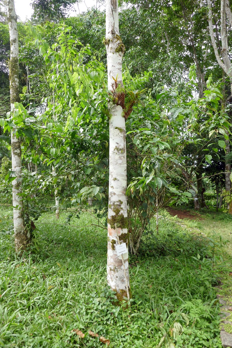Hernandia beninensis
