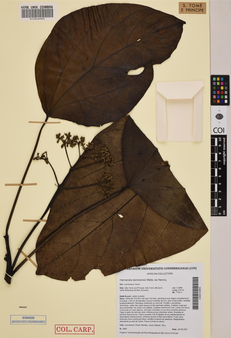 Hernandia beninensis photo 2