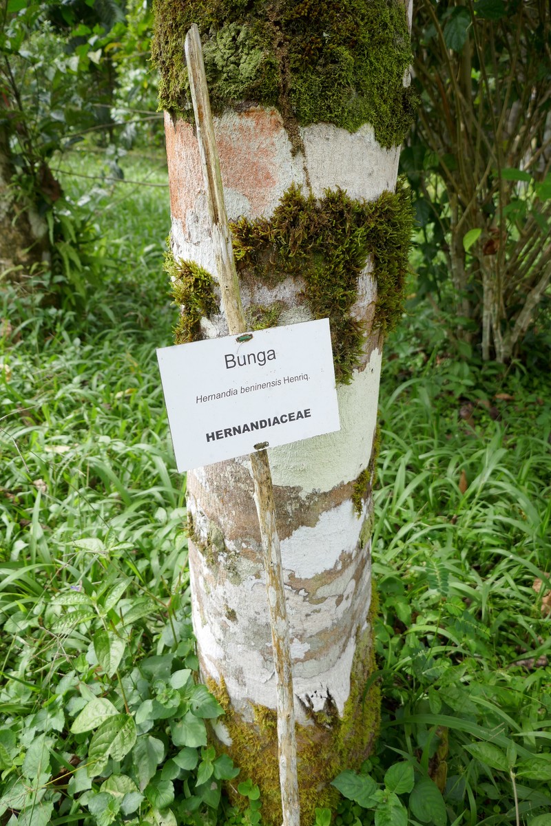 Hernandia beninensis photo 3