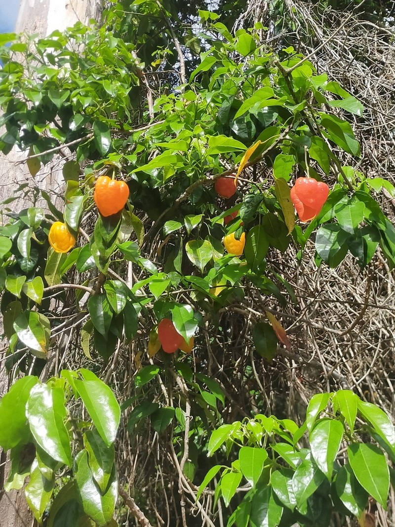 Hernandia bivalvis photo 2
