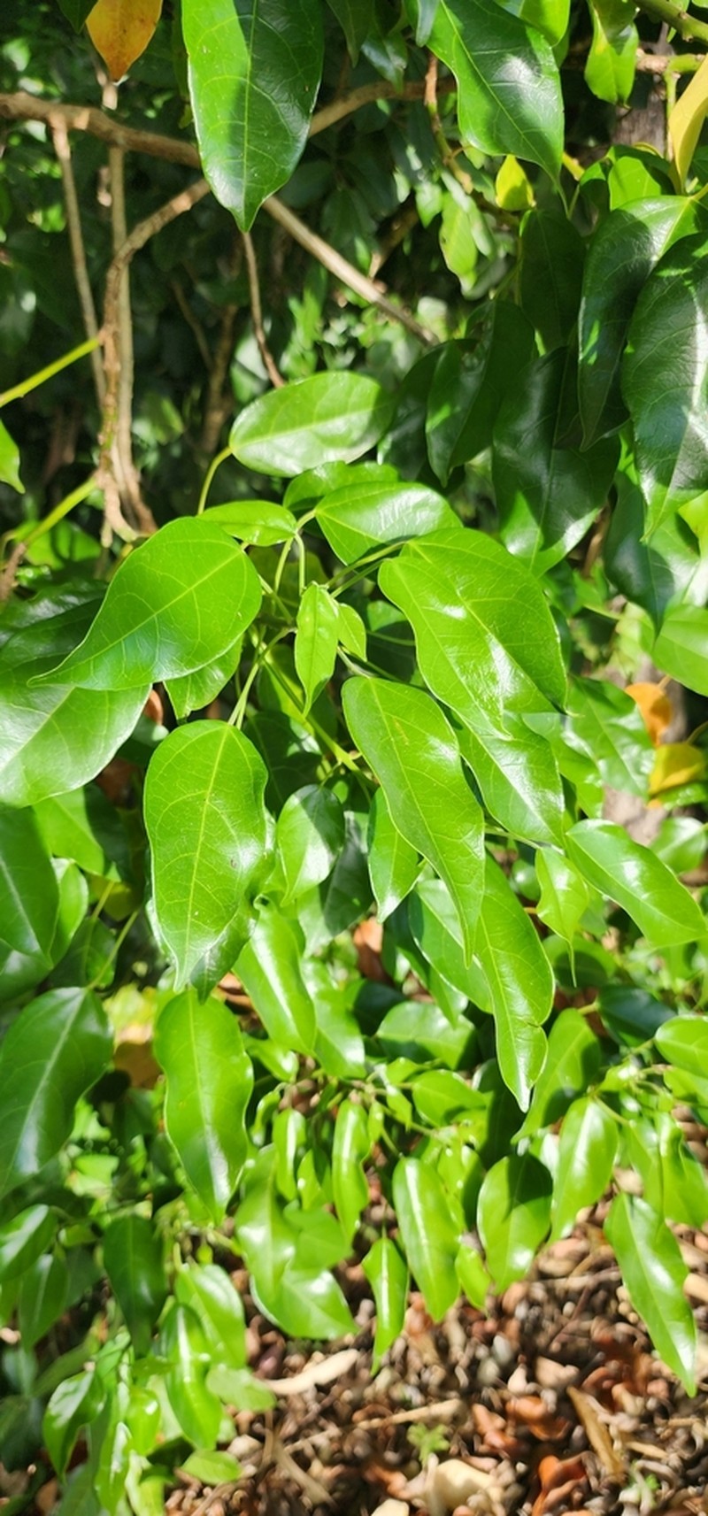Hernandia bivalvis photo 3