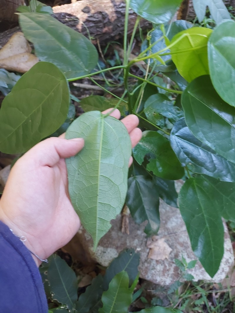 Hernandia bivalvis photo 4