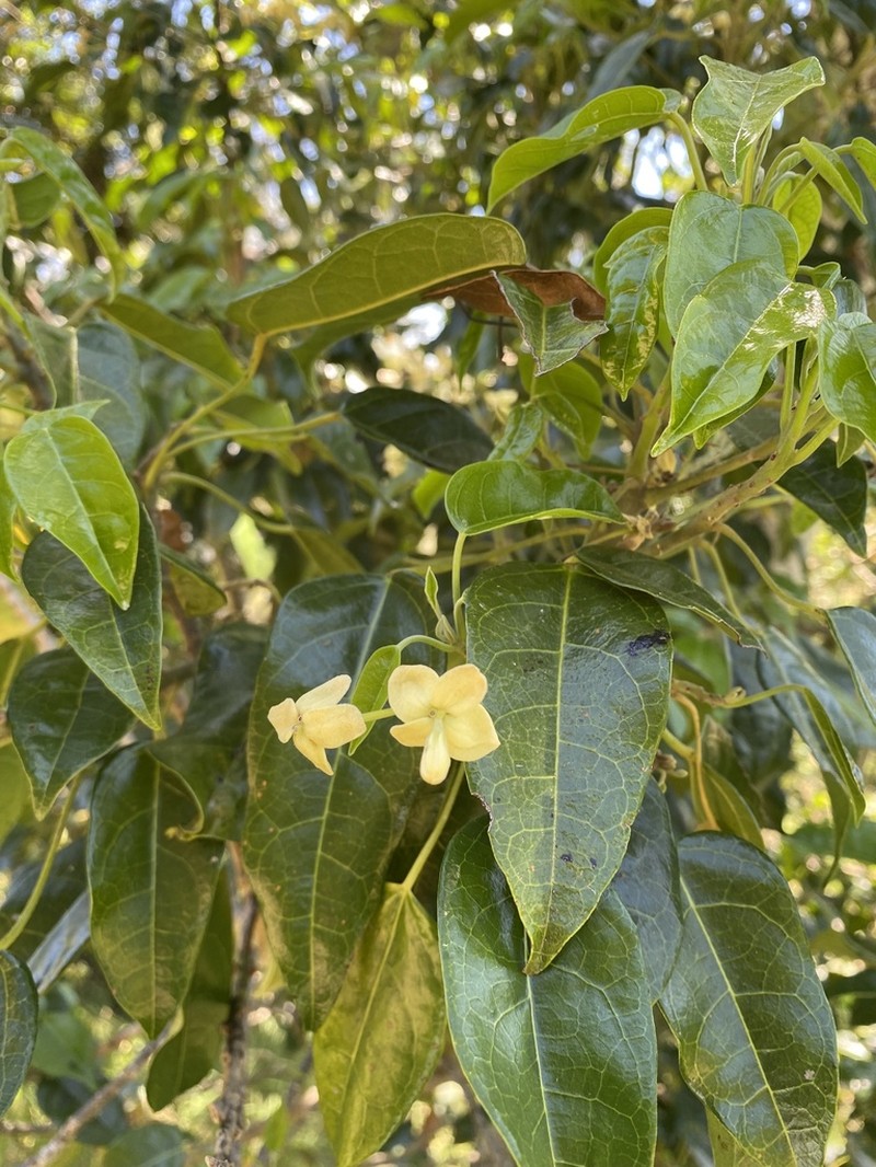 Hernandia bivalvis photo 5