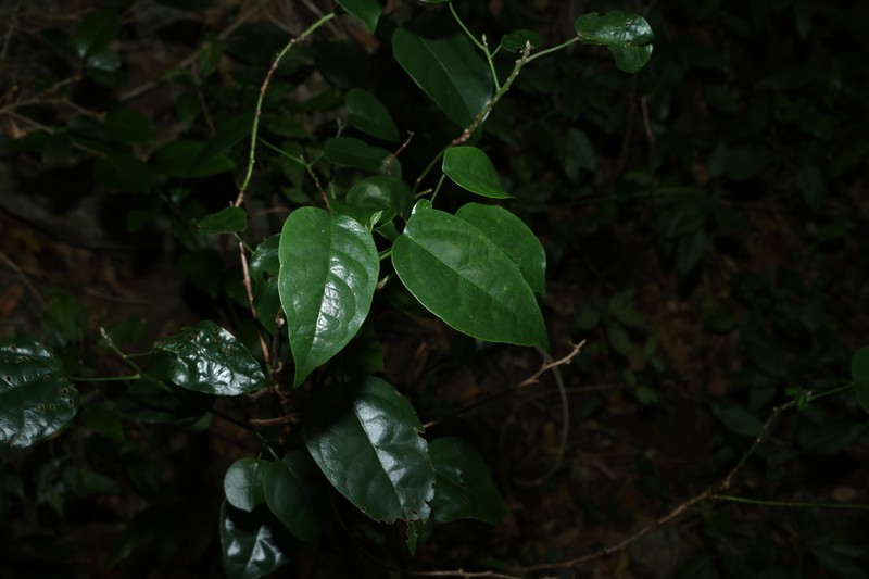 Hernandia bivalvis photo 6