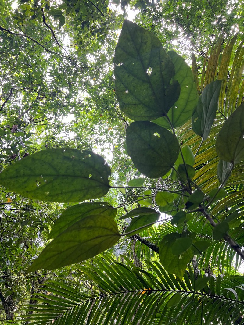 Hernandia catalpifolia photo 2