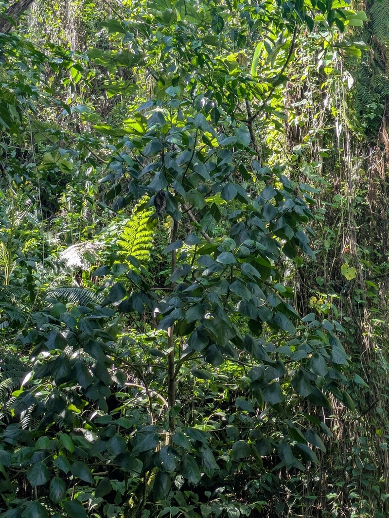 Hernandia catalpifolia photo 3