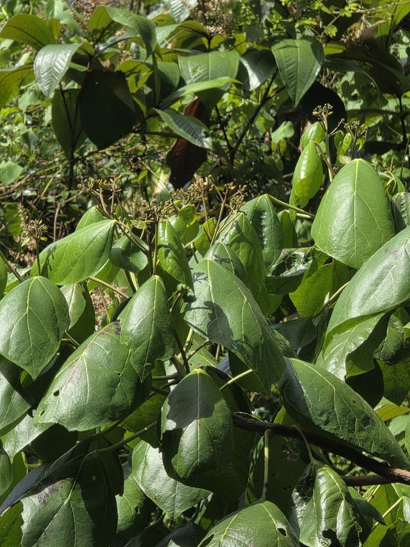 Hernandia catalpifolia photo 4