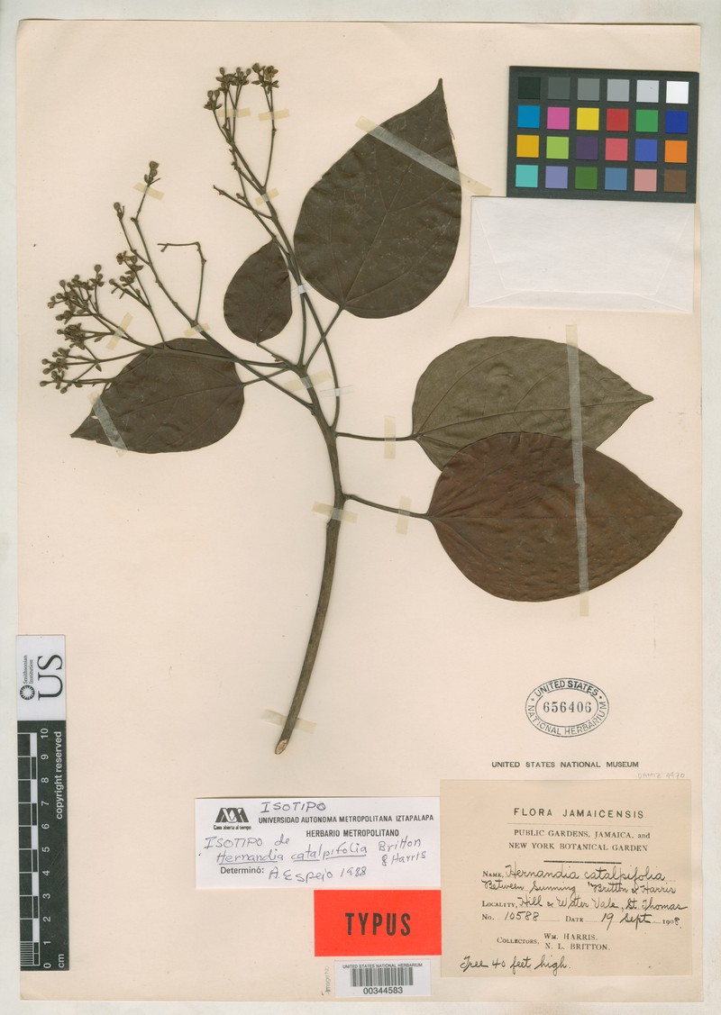 Hernandia catalpifolia