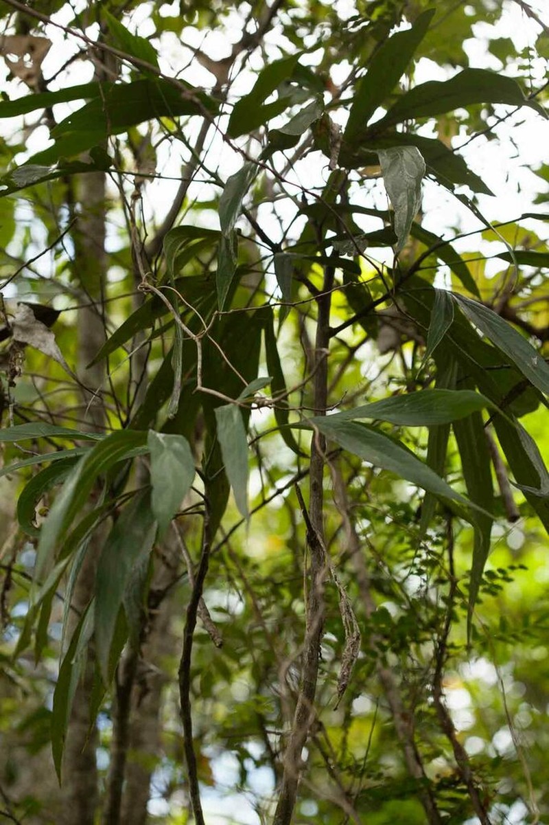 Hernandia cordigera