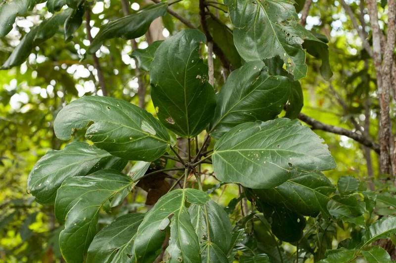 Hernandia cordigera photo 3