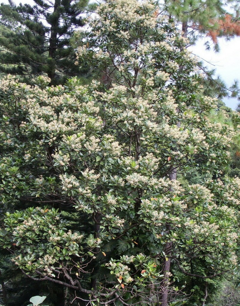 Hernandia cordigera photo 5