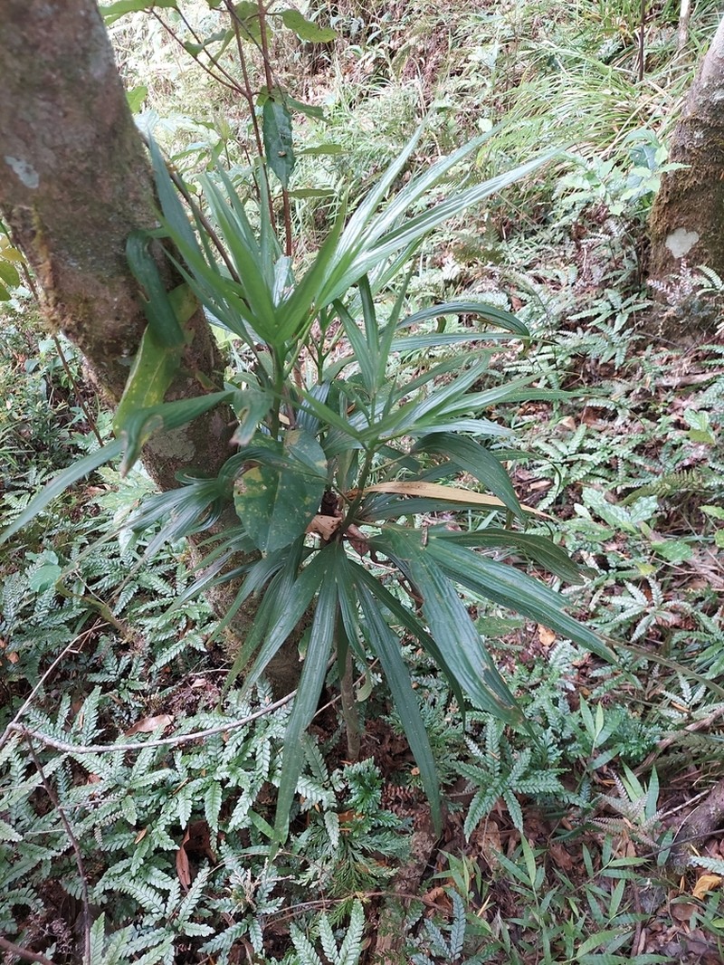 Hernandia cordigera photo 8