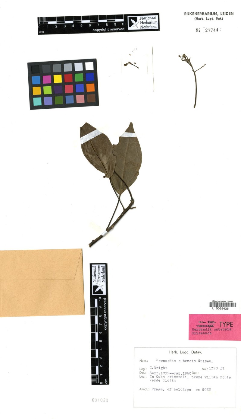 Hernandia cubensis