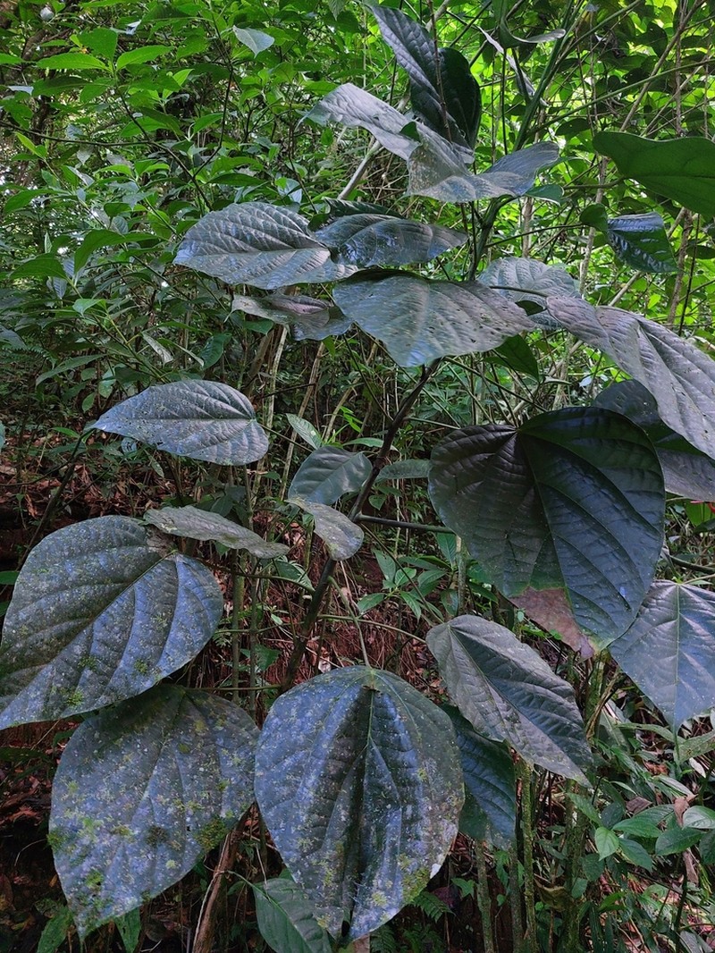 Hernandia didymantha
