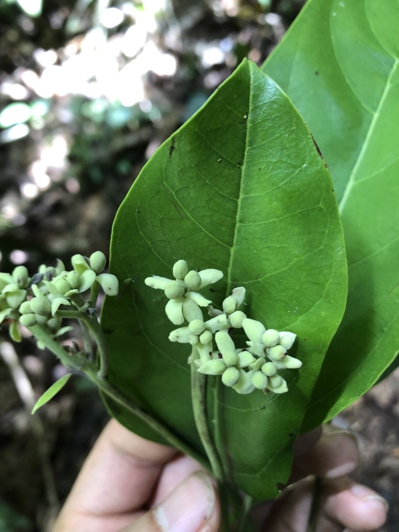 Hernandia didymantha photo 2