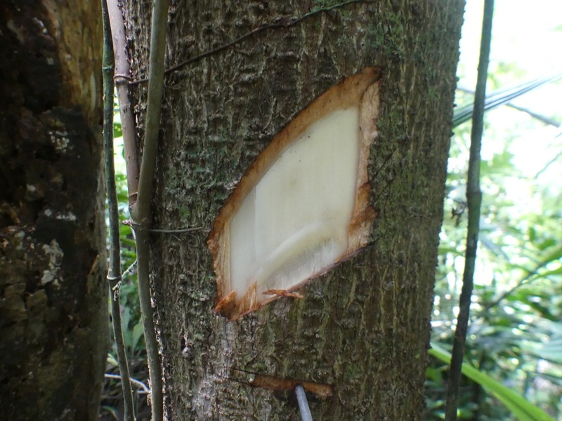 Hernandia didymantha photo 3