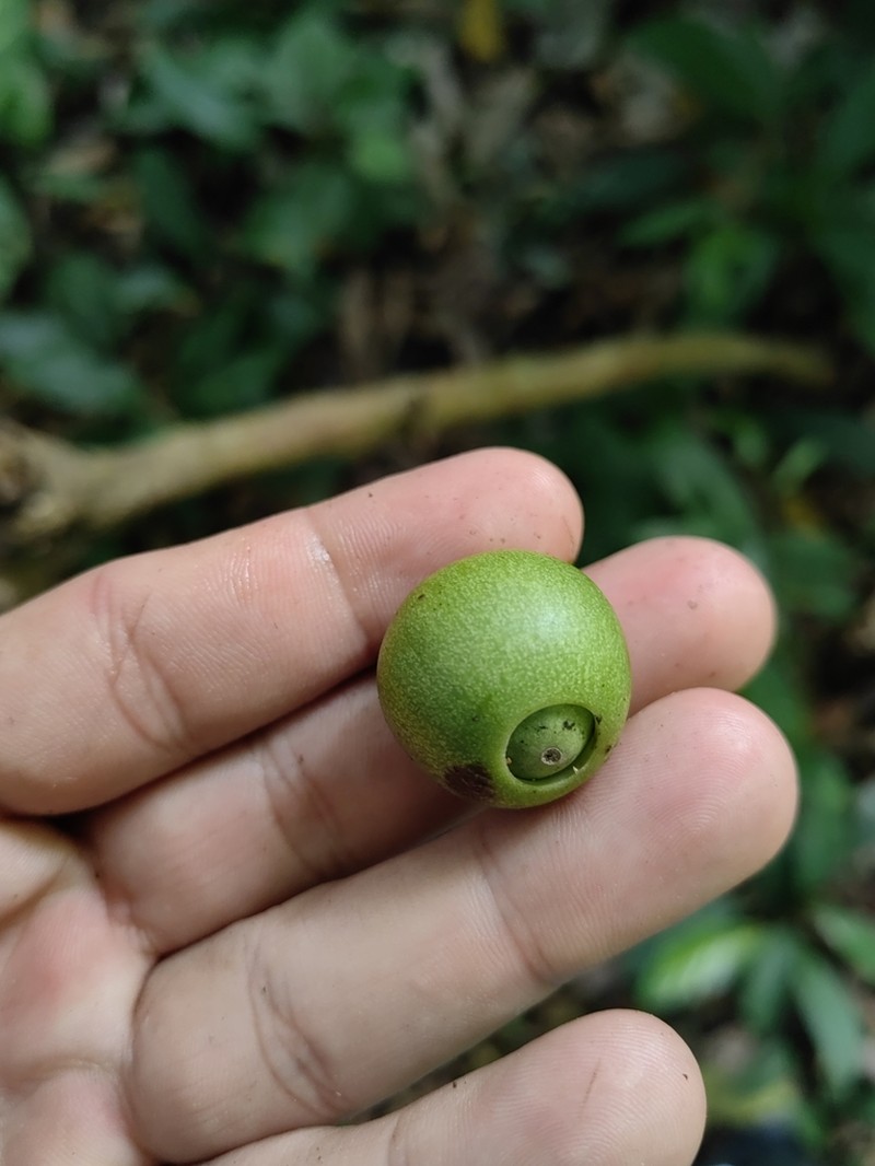 Hernandia didymantha photo 4