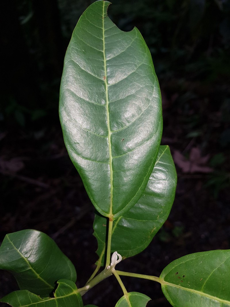 Hernandia didymantha photo 6