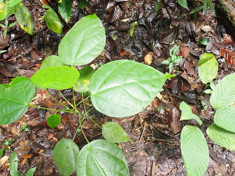 Hernandia guianensis photo 2