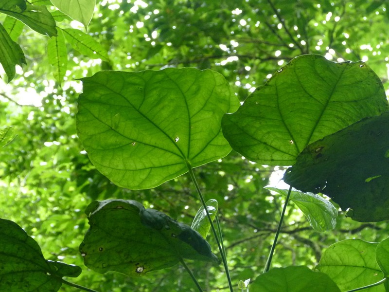 Hernandia guianensis photo 4