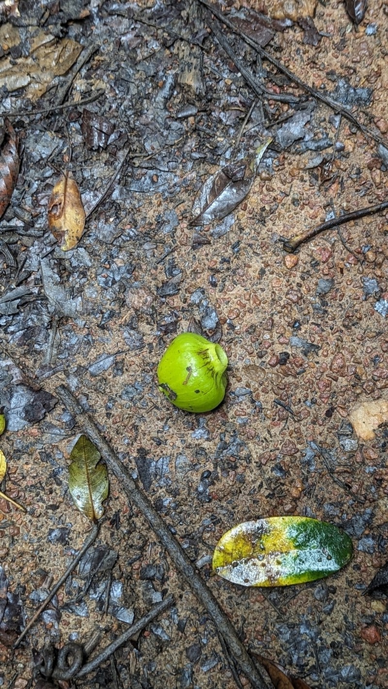 Hernandia guianensis photo 5