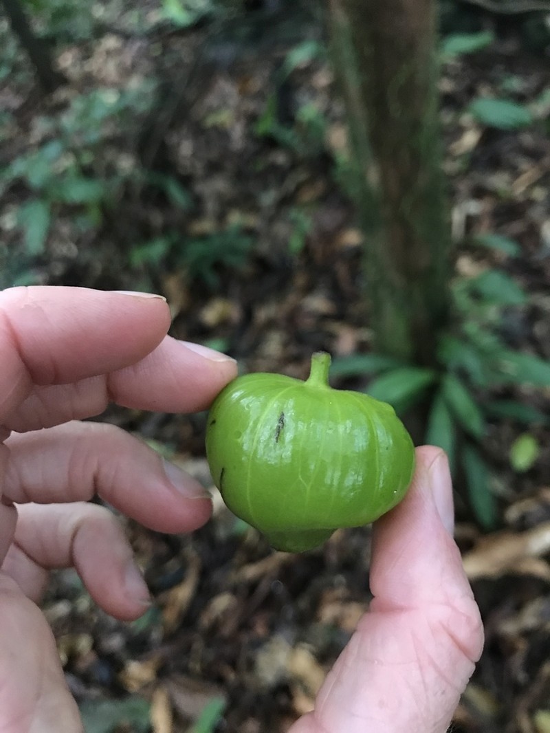 Hernandia guianensis photo 6