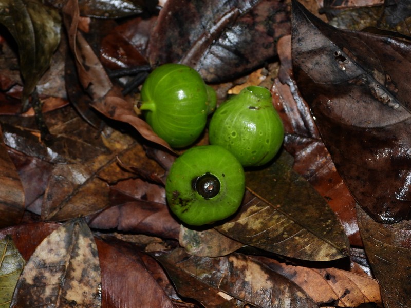 Hernandia guianensis photo 8