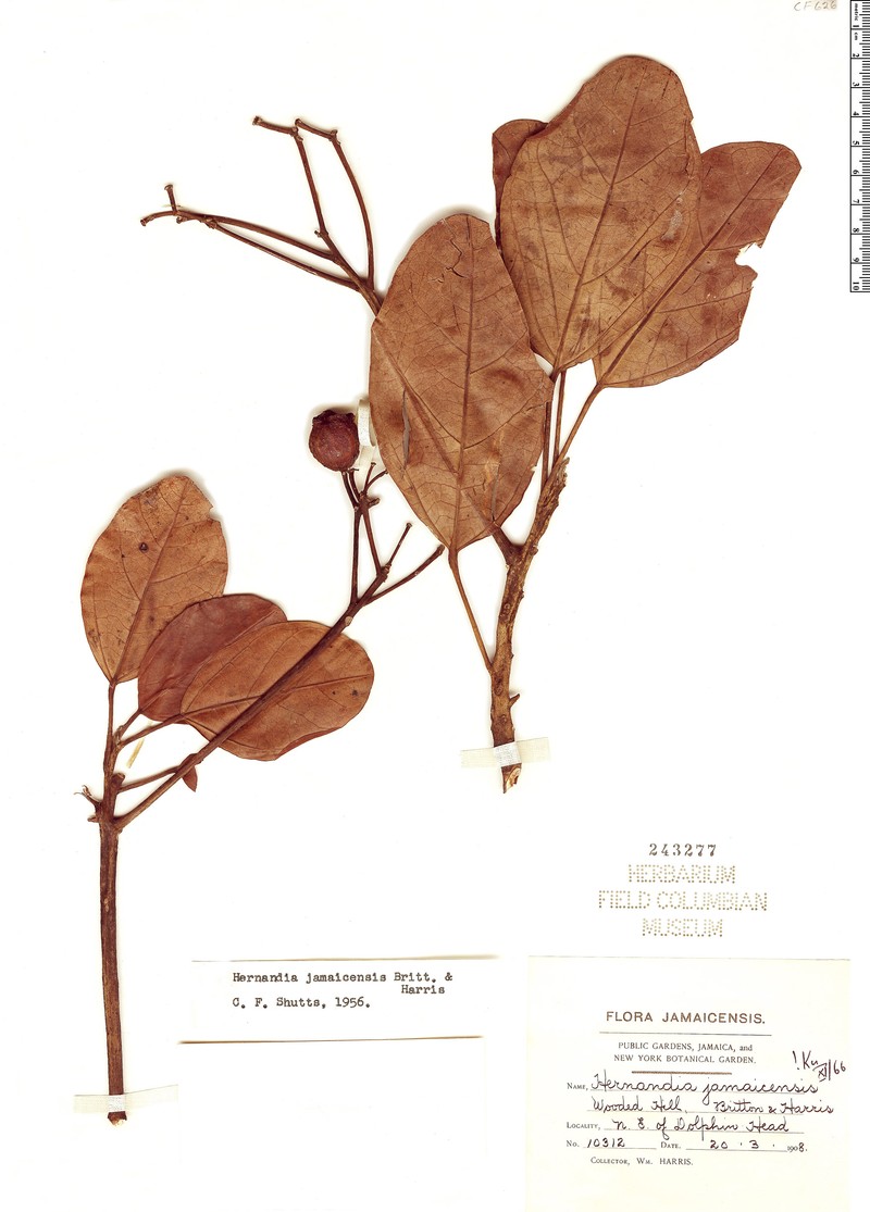Hernandia jamaicensis