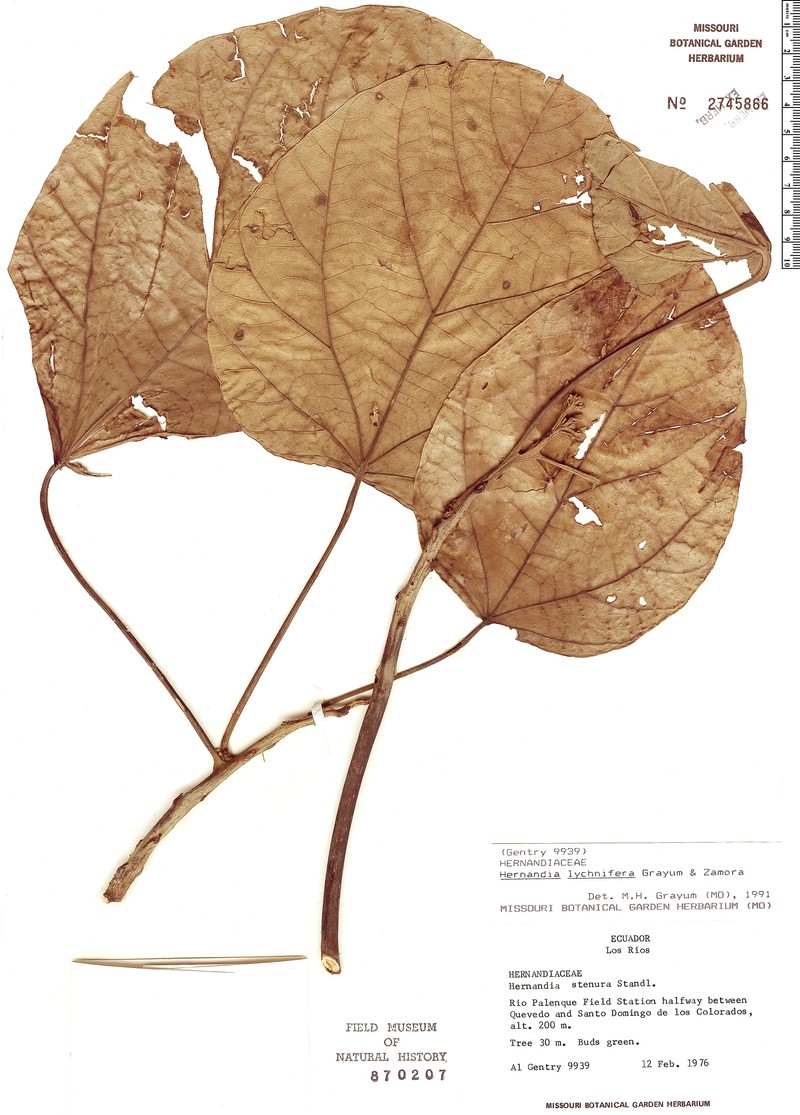 Hernandia lychnifera photo 2
