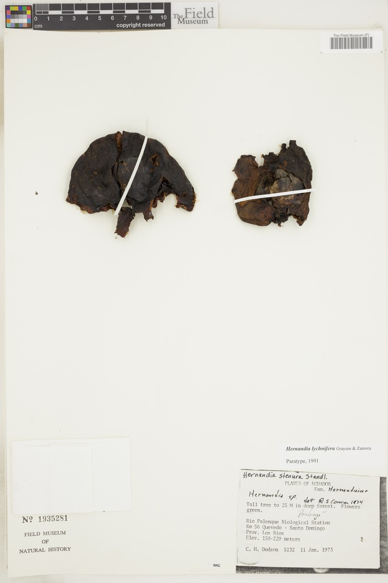 Hernandia lychnifera photo 3