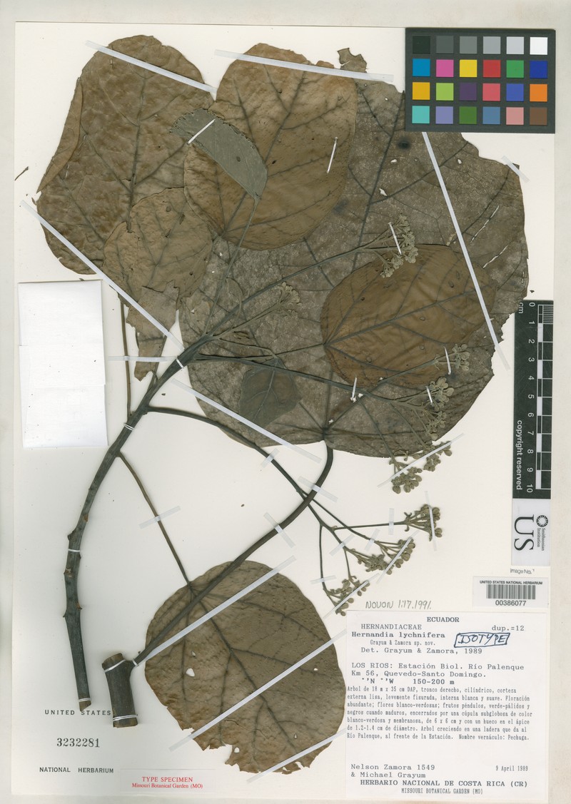 Hernandia lychnifera