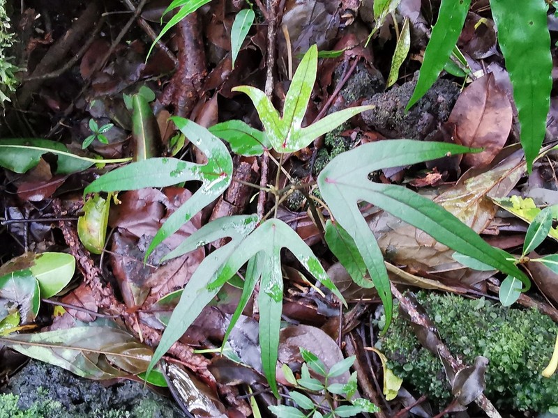 Hernandia mascarenensis photo 3
