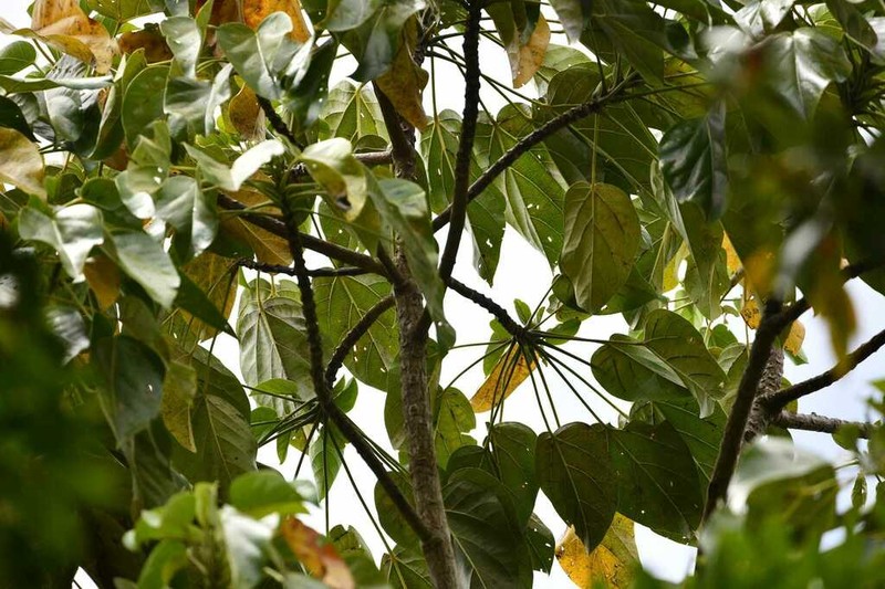 Hernandia mascarenensis photo 4