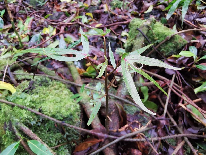 Hernandia mascarenensis photo 5