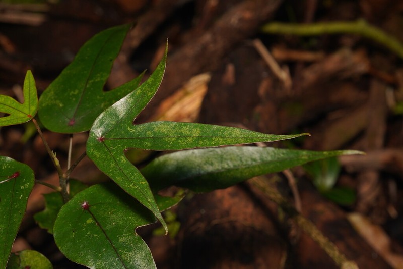 Hernandia mascarenensis photo 6