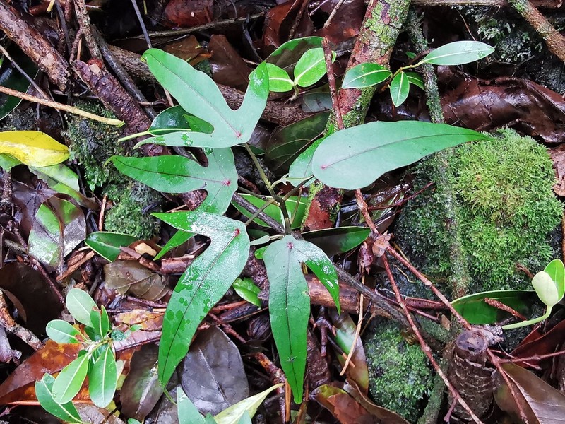 Hernandia mascarenensis photo 7