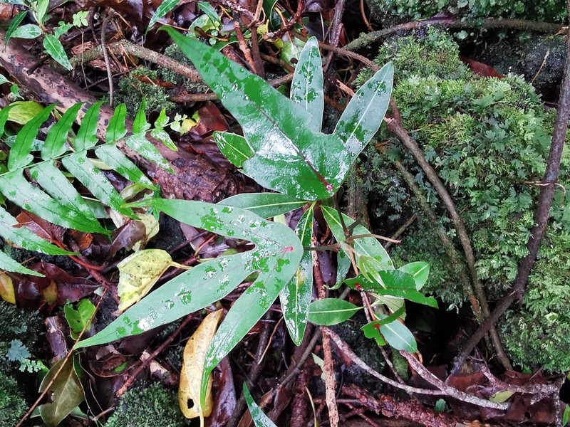 Hernandia mascarenensis photo 8