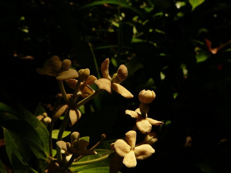 Hernandia moerenhoutiana subsp. campanulata photo 2
